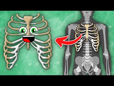 I Am YOUR Rib Cage! | Human Rib Cage Song | KLT Anatomy