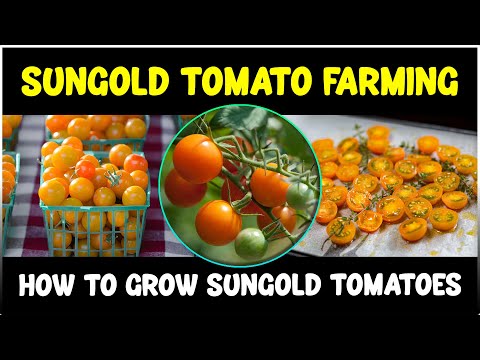 How to grow Sungold Tomatoes | Sungold Tomato Farming