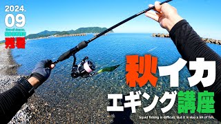 秋イカのエギング講座／福井県若狭湾で今がハイシーズンの新子アオリイカを釣る!!【秋の海釣り・サーフエギング】