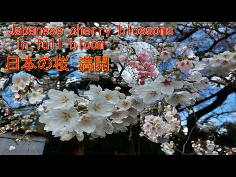 Japanese cherry blossoms in full bloom🌸Socialise with your friends.  Feel free to drop your channel