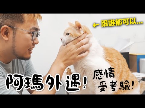 【黃阿瑪的後宮生活】阿瑪外遇！跟狸貓的感情受考驗！