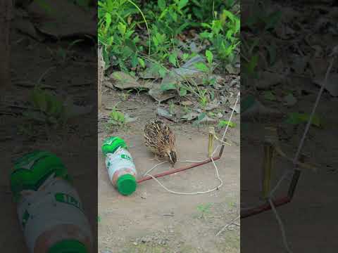 Super Creative Quick Quail Trap Technique Method #shorts #birds