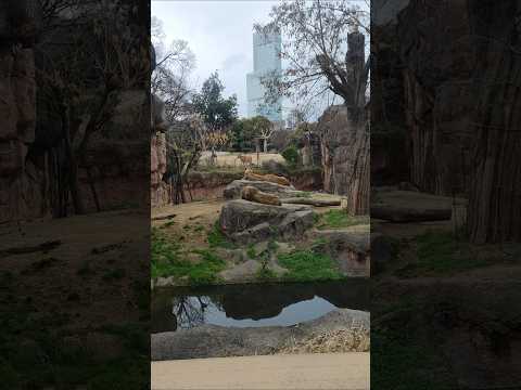 天王寺動物園 ライオンとあべのハルカス #lion