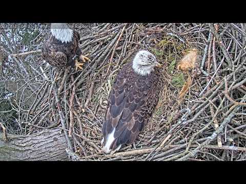 Skye lays her second egg