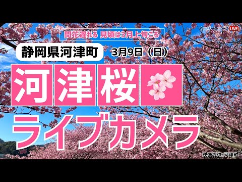 【桜ライブカメラ】河津桜／「静岡県河津町」ライブカメラより/Cherry Blossom Live Camera　 2025年3月9日(日)  #桜  #さくら #河津桜