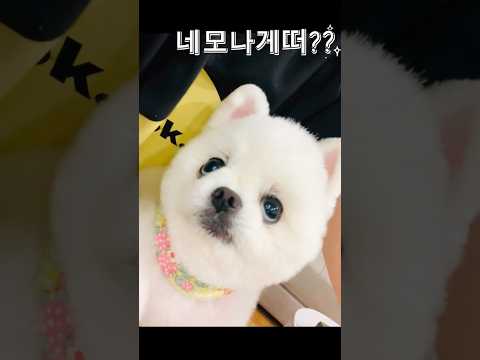 #눈을 #마음에#랄랄 #강아지 #눈네모챌린지 #cutedog