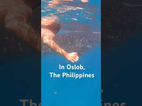 A memory I will never forget 🦈 🤿Swimming with whale sharks in Oslob, The Philippines