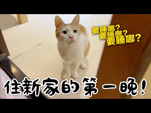 【黃阿瑪的後宮生活】住新家的第一晚！貓咪們會睡哪？