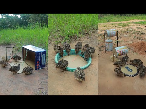 Amazing Creative Quail Trap Unique Technique Using Cardboard Box