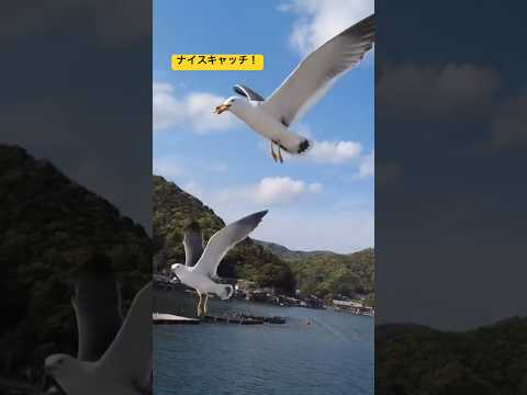 伊根湾遊覧船のカモメが可愛すぎる