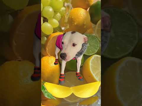 EZ_Zola lemon #funny #ezfam #funnydogs #petdog #doglove #dogcomedy #funnydogvideos #lemon