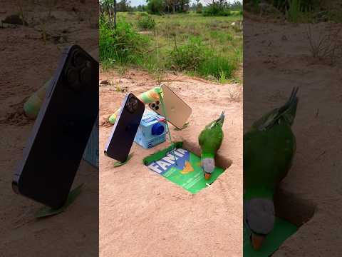 So cool bird trap #diy_creative #shorts