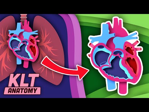 How The Human Heart Works | KLT Anatomy