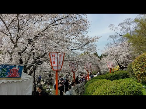 八坂神社から円山公園