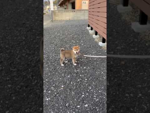 柴犬三太君　動けない