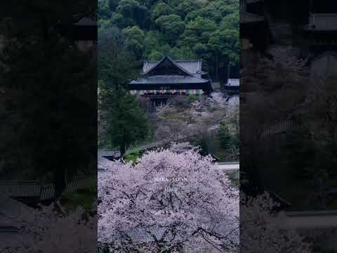 長谷寺 | Nara ⛩️