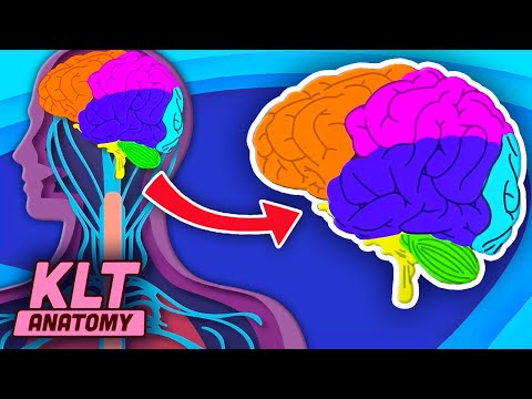 Your Brain Controls YOUR Body! | The Human Brain Song | KLT Anatomy