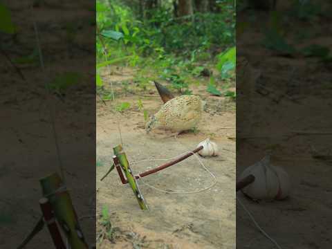 Great idea quail trap #shorts #techniqueuniquetrap #ytshorts