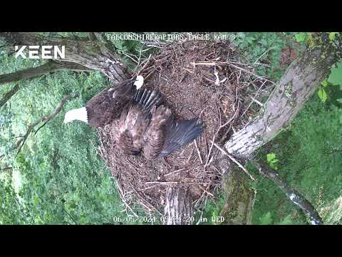 05/23/2024 Parent in nest with eaglet taking a defensive position.