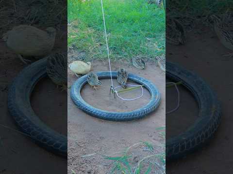 Technique DIY Quail trap unique #shorts #shortvideo #youtubeshorts