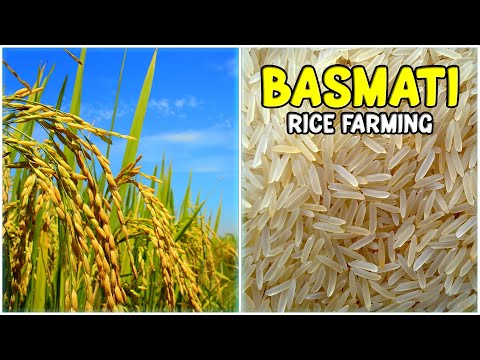 Basmati Rice Farming - Complete Cultivation Guide