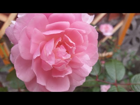 David Austin - Mortimer Sackler English Climbing Rose 🌹  - Unboxing & Autumn Planting