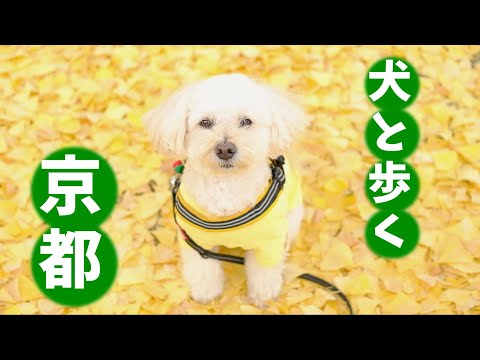 Maltipoo Dog🍂 Stroll along the ginkgo avenue/In Kyoto Shimei Seseragi Park