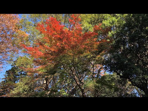 立川とある公園の紅葉🍁