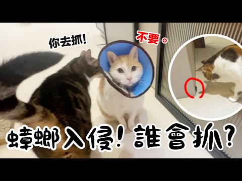 【黃阿瑪的後宮生活】蟑螂入侵！誰會抓？