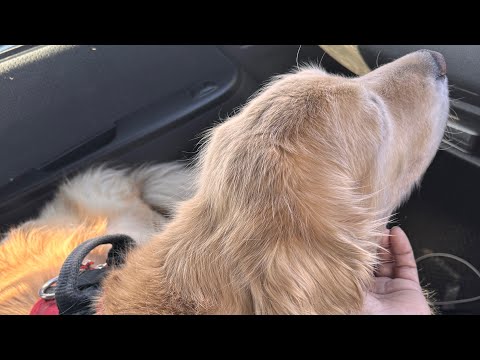 My Kikka's test results and caring for an elderly dog