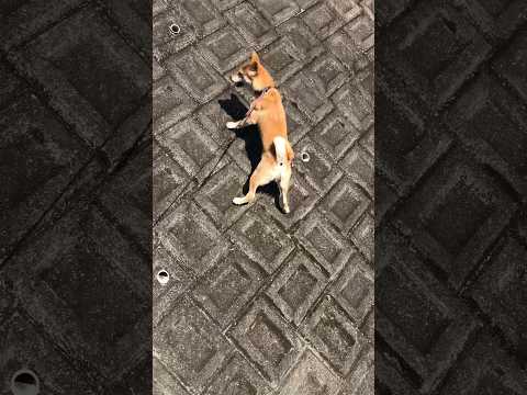 柴犬三太君　ロッククライミング