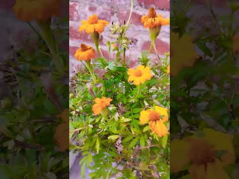 #march April season ke flowers #  colourful flowers# trending songs # trending shorts video 🥰