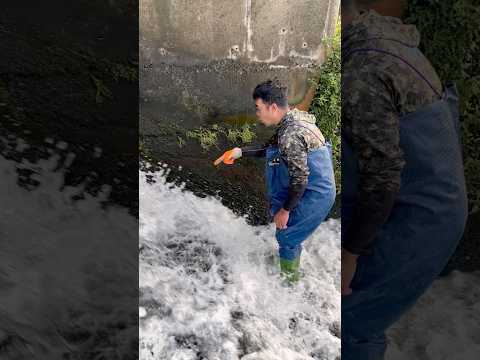 Carp hiding under the water fall