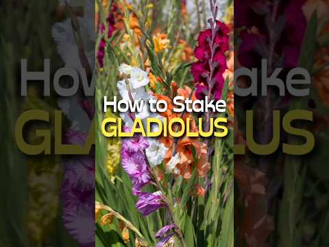 How To Stake Your Gladiolus Flowers #shorts #staking #gladiolus