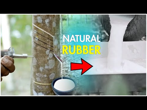 Rubber Tree - How Rubber Tree Latex Harvested and Processed?