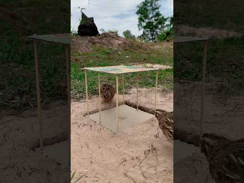 CREATIVE DIY UNDERGROUND QUAIL TRAP #shorts