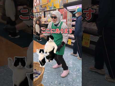 またまた猫ミームでパフォーマンス