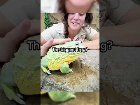 biggest frog #ViralShort #ViralVideo #Memes #Aura #ForYou #4U"