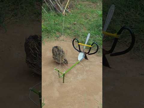 Amazing Technique unique creative quail trapping with wood #shortvideo #ytshorts #animaltrap