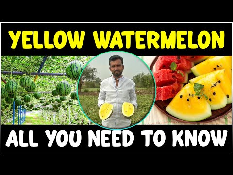 Is Yellow watermelon real ? All you need to know about Yellow Watermelon