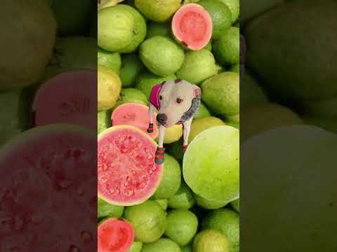 EZ_Zola guava #ezfam #fypシ゚viralシfypシ゚ #funnyvideos #petdog #funnydog #cutepets #funnsyshorts #guava