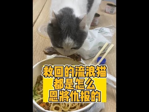 会做PPT的流浪猫你见过吗，我们这就有   #流浪猫救助