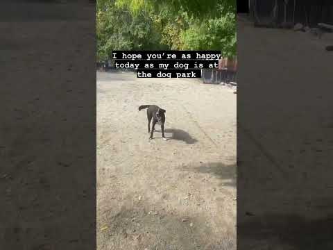 I hope you’re as happy as my dog is at the dog park.😊 #shahshorts #dayofshah #happy #happydog #life