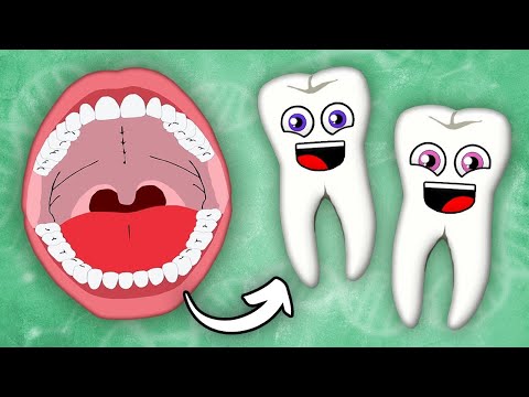 The Teeth Bite Down! | KLT Anatomy