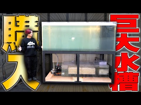 【2トン超え】古代魚のために買った130万円の超巨大水槽がついに届きました