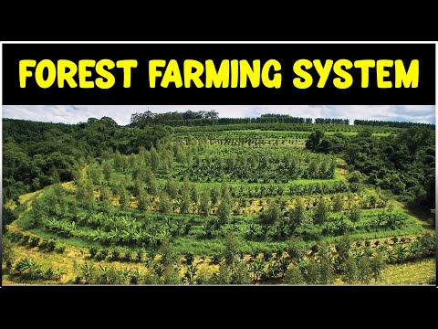 Integrated Forest Farming System | Agroforestry / Permaculture