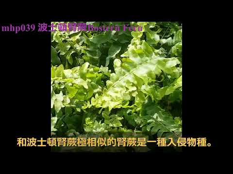 波士頓腎蕨 sword fern mhp039 ／2020