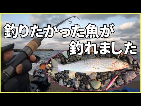 【北海道サーフ2023】道南日本海：釣りド素人が海アメマスを狙ってみた！