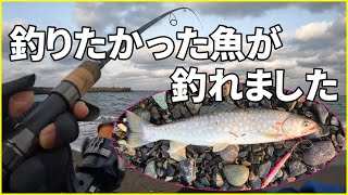 【北海道サーフ2023】道南日本海：釣りド素人が海アメマスを狙ってみた！