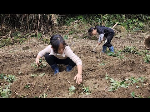 two girls, planting sweet potatoes, fencing the garden, and grow melons